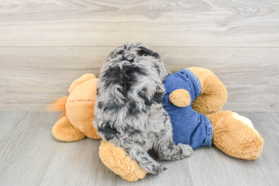 Friendly Mini Goldendoodle Baby
