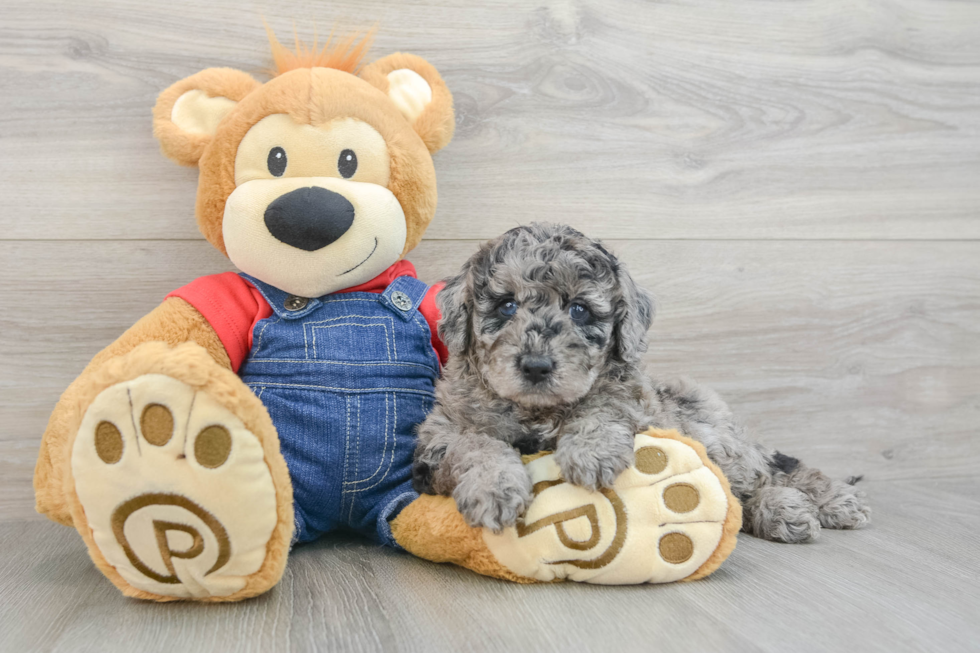 Happy Mini Goldendoodle Baby