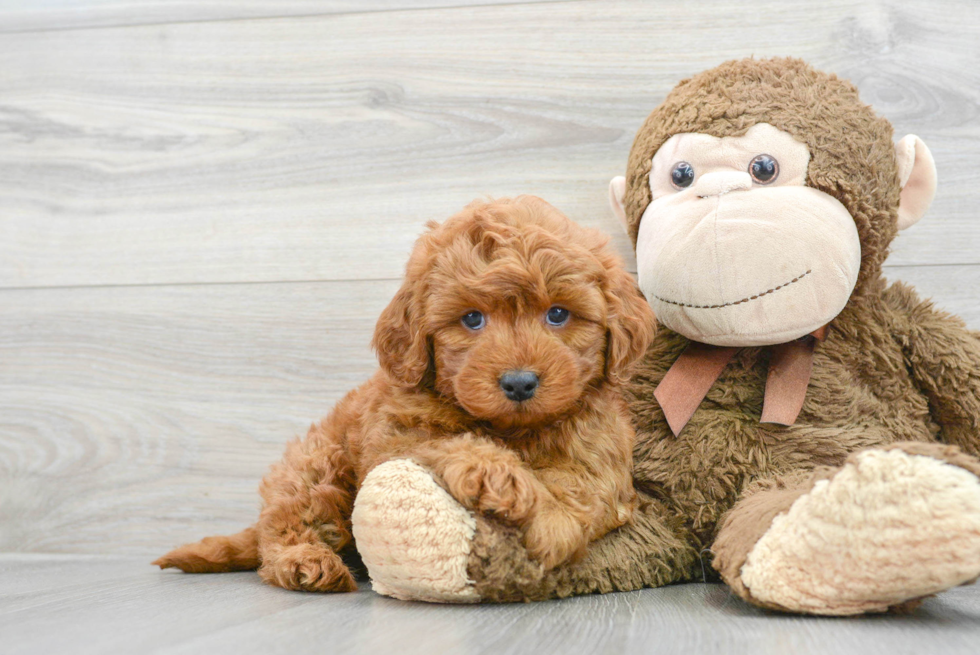 Mini Goldendoodle Puppy for Adoption