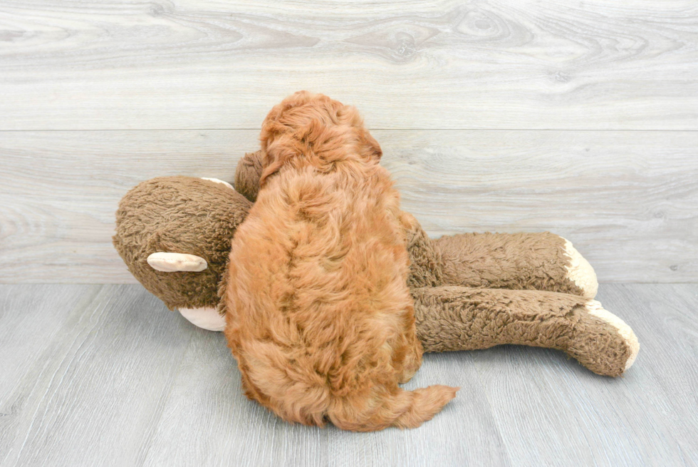 Petite Mini Goldendoodle Poodle Mix Pup