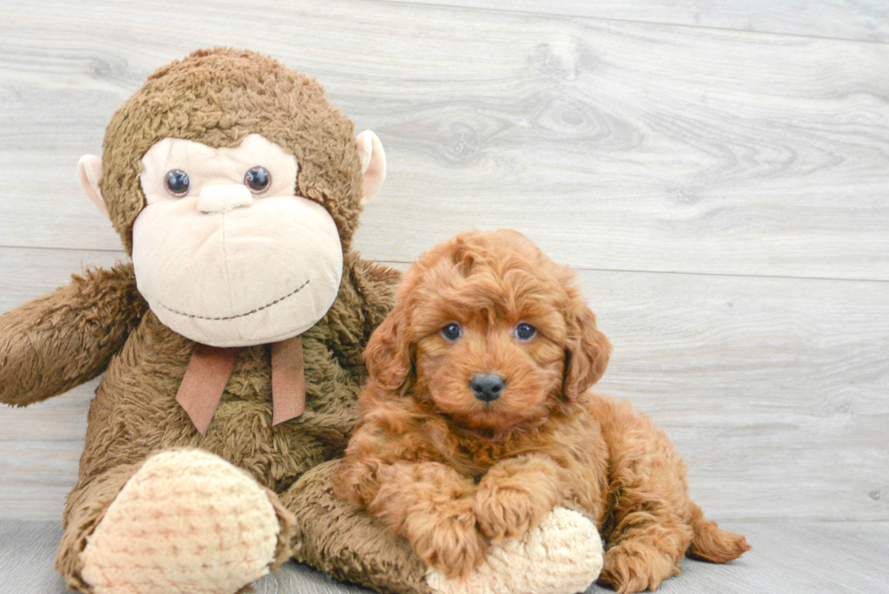 Small Mini Goldendoodle Baby