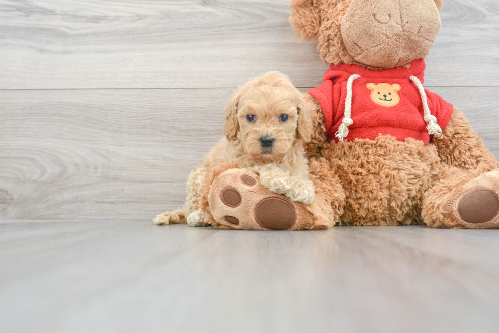 Friendly Mini Goldendoodle Baby