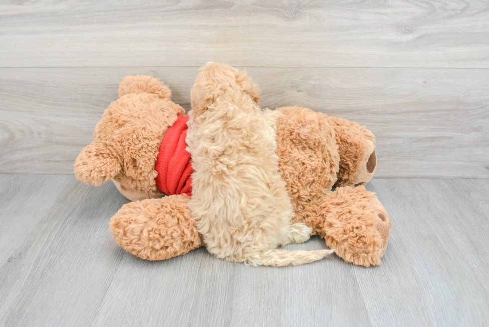 Happy Mini Goldendoodle Baby