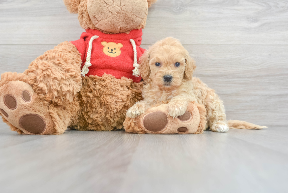 Hypoallergenic Golden Retriever Poodle Mix Puppy