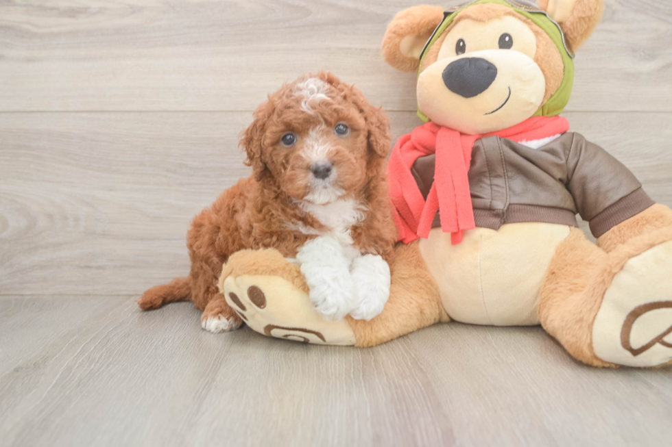 Energetic Golden Doodle Poodle Mix Puppy