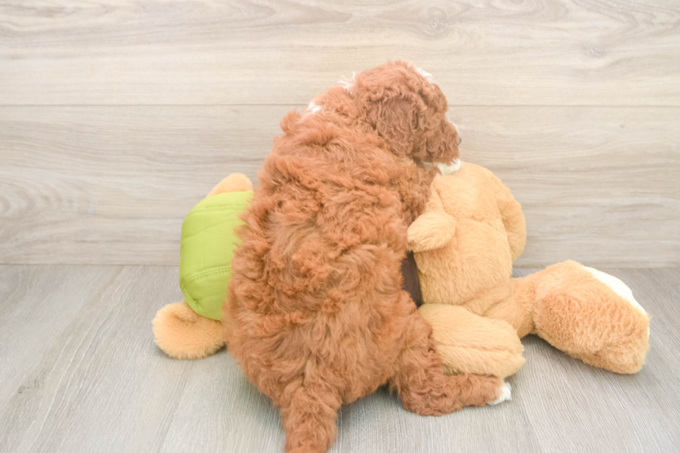 Best Mini Goldendoodle Baby