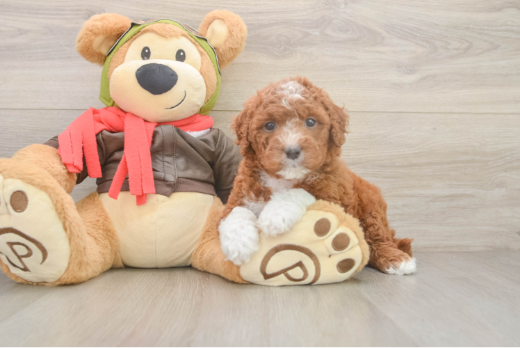 Mini Goldendoodle Pup Being Cute