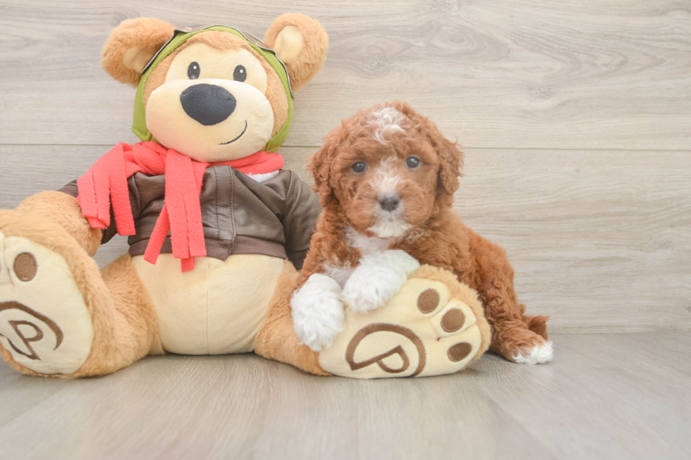 Mini Goldendoodle Pup Being Cute