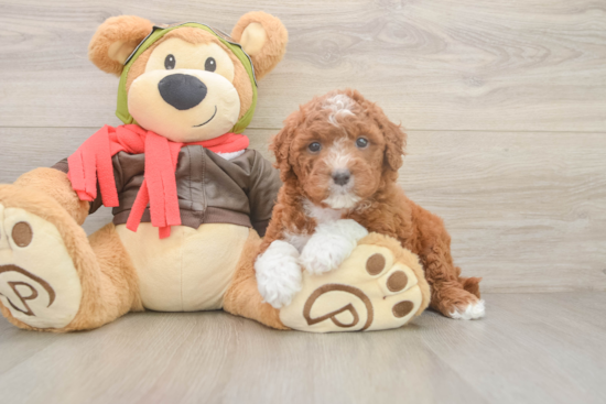 Mini Goldendoodle Pup Being Cute