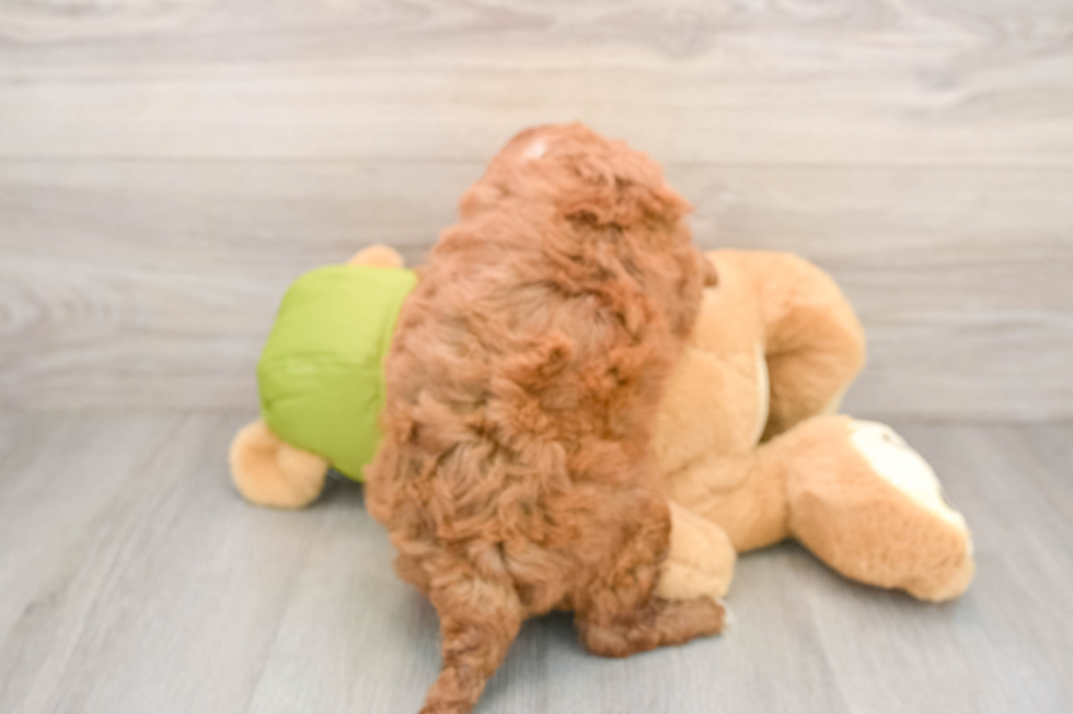 Sweet Mini Goldendoodle Baby