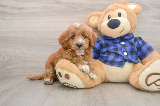 JUNIOR, a Mini Goldendoodle littermate