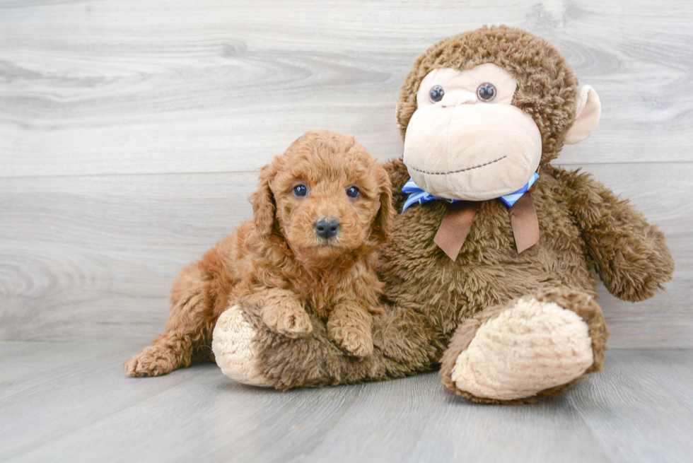 Petite Mini Goldendoodle Poodle Mix Pup