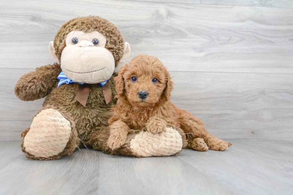 Mini Goldendoodle Puppy for Adoption