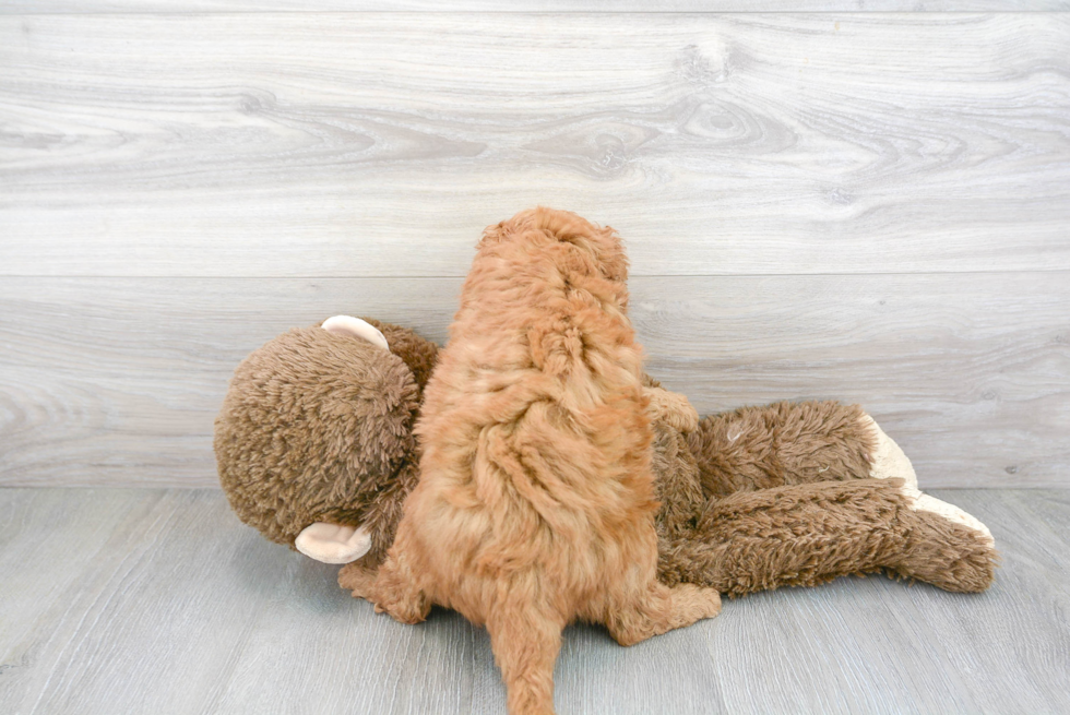 Mini Goldendoodle Puppy for Adoption