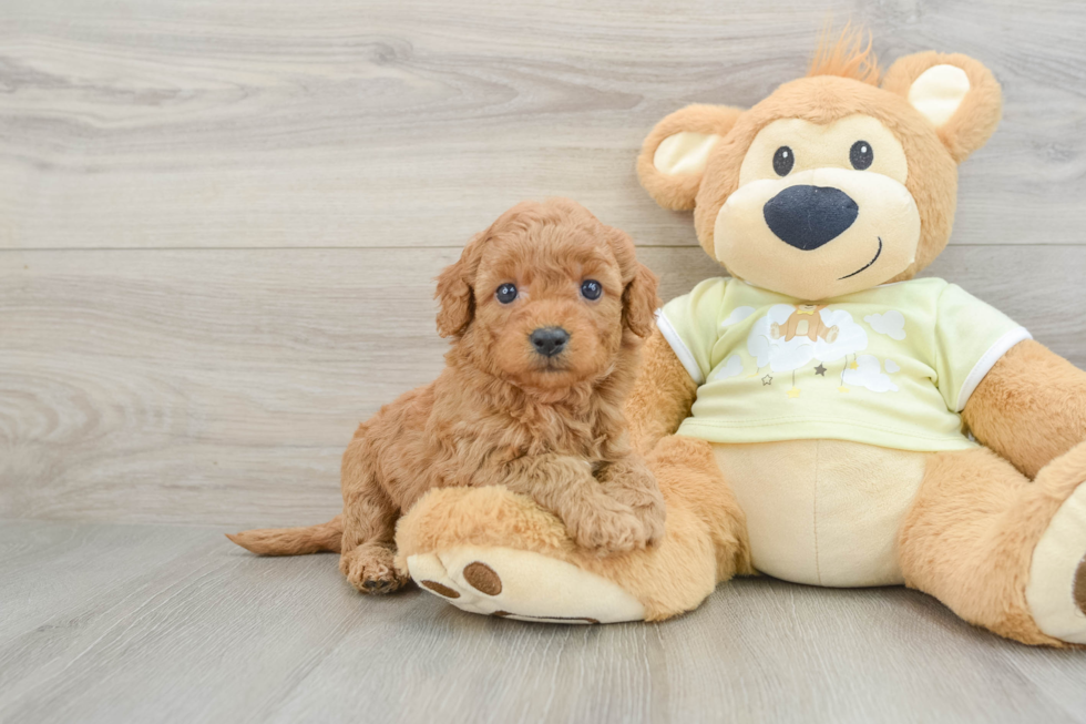 Funny Mini Goldendoodle Poodle Mix Pup