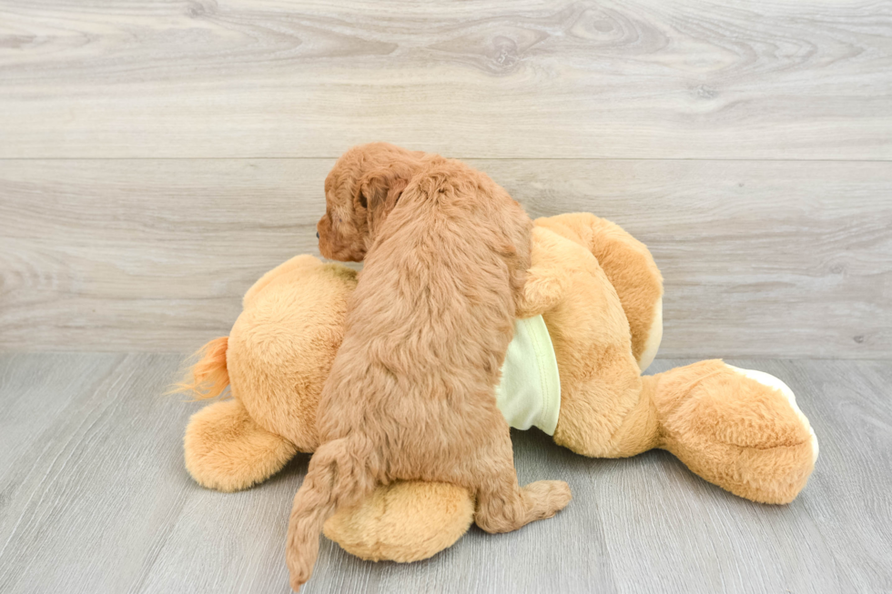 Hypoallergenic Mini Goldiepoo Poodle Mix Puppy
