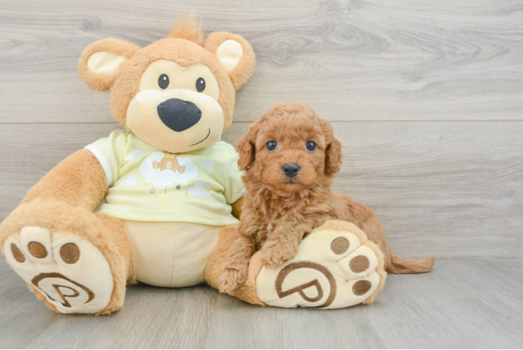 Popular Mini Goldendoodle Poodle Mix Pup