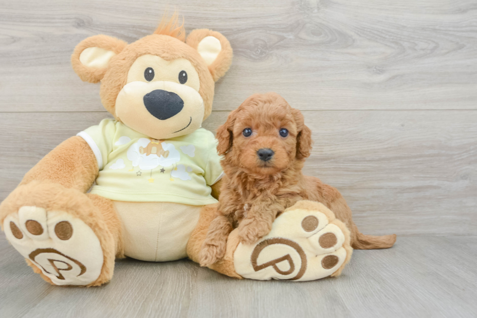 Popular Mini Goldendoodle Poodle Mix Pup