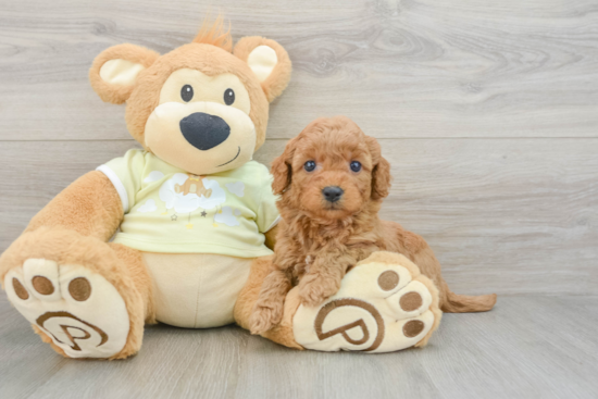 Popular Mini Goldendoodle Poodle Mix Pup