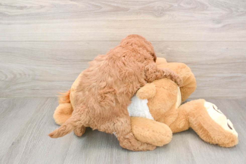 Friendly Mini Goldendoodle Baby