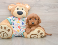 7 week old Mini Goldendoodle Puppy For Sale - Premier Pups