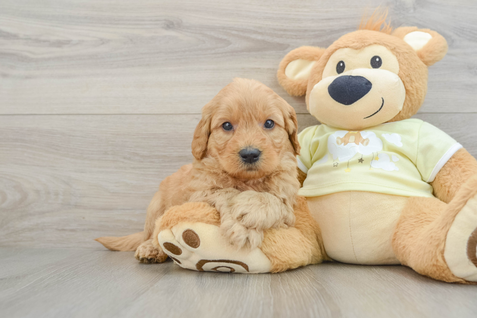 Happy Mini Goldendoodle Baby