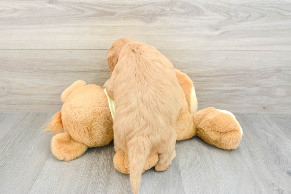 Mini Goldendoodle Puppy for Adoption