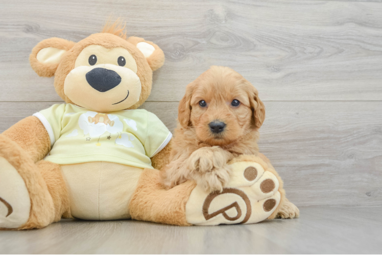 Mini Goldendoodle Puppy for Adoption