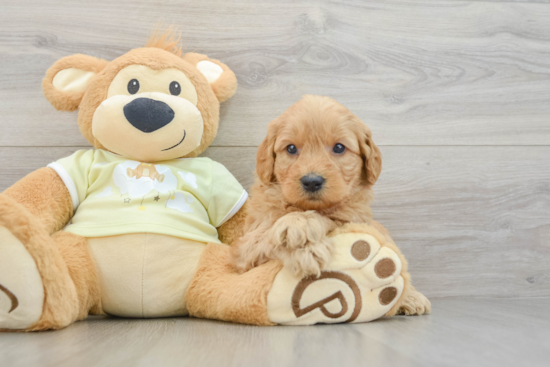 Mini Goldendoodle Puppy for Adoption