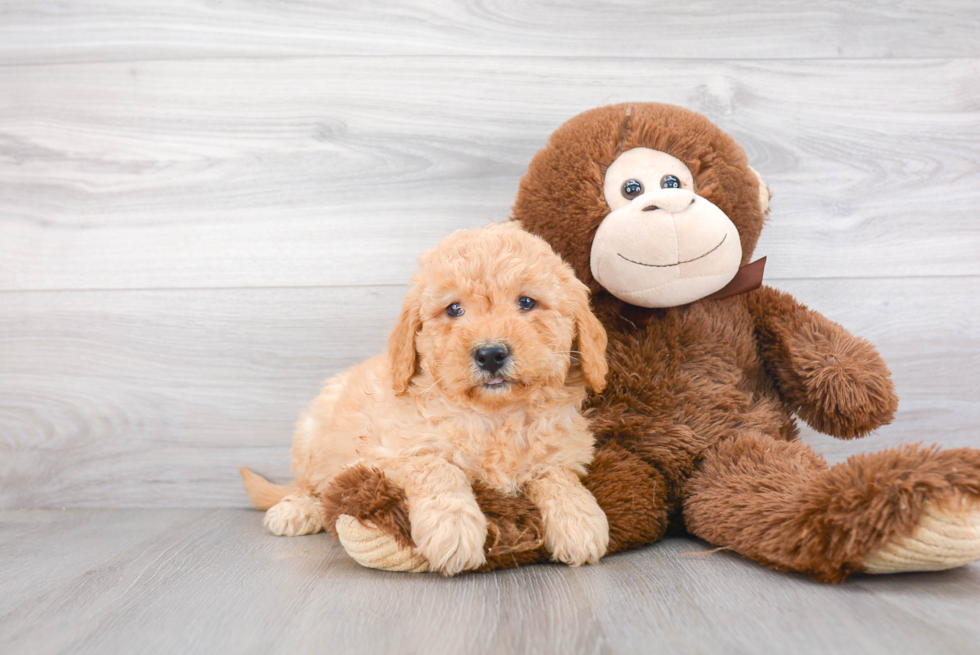 Best Mini Goldendoodle Baby