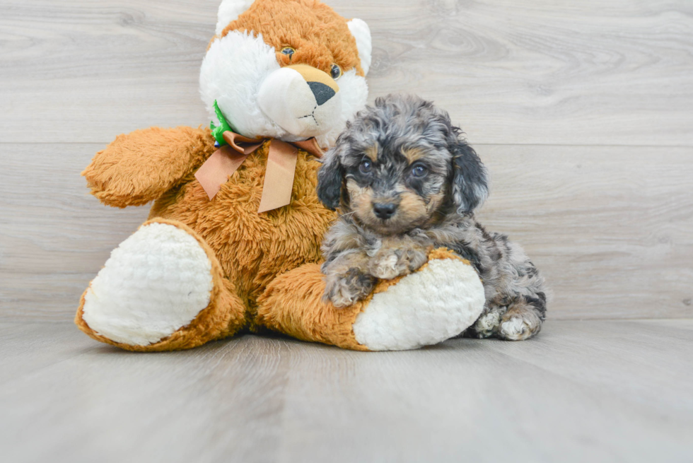 Friendly Mini Goldendoodle Baby