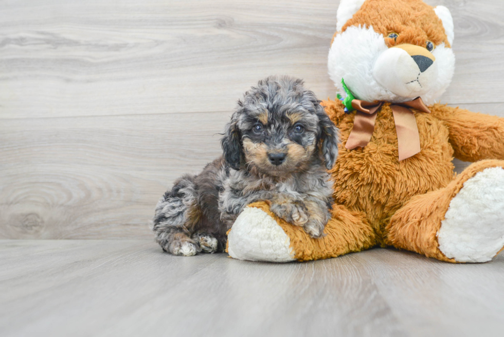 Best Mini Goldendoodle Baby