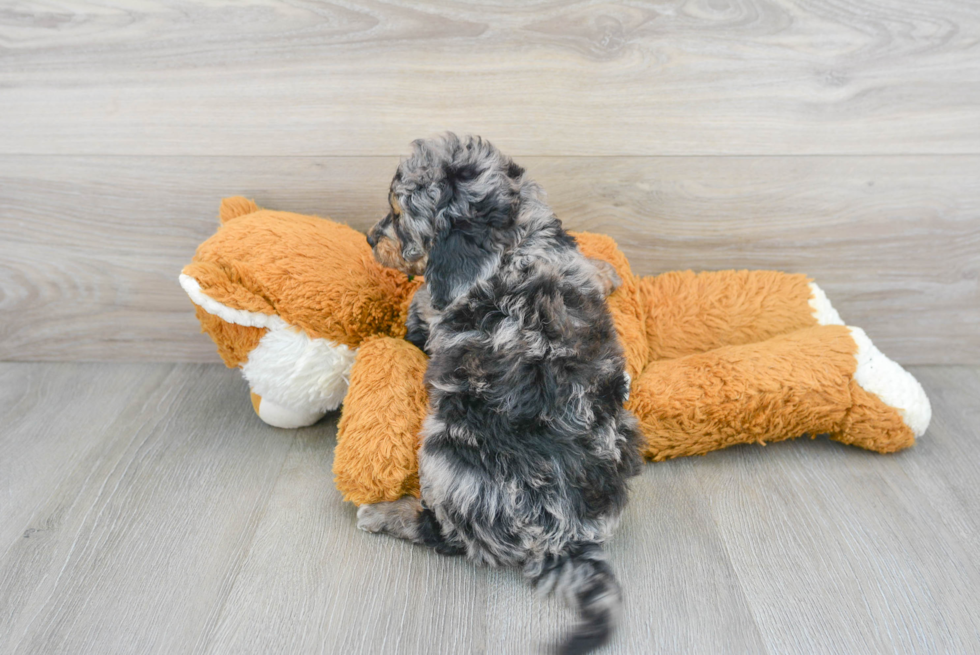 Playful Golden Retriever Poodle Mix Puppy