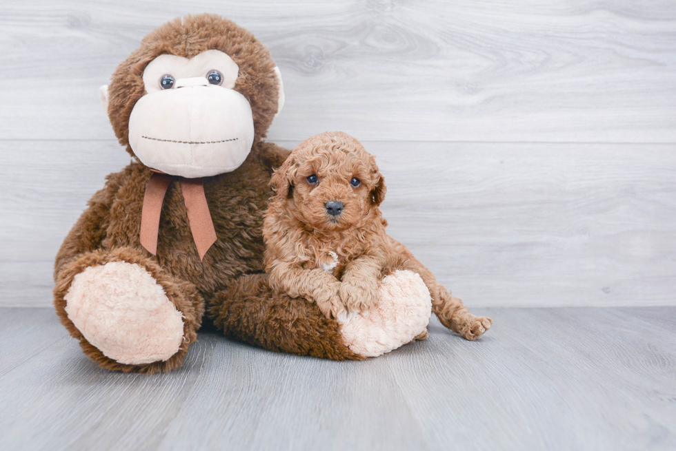 Best Mini Goldendoodle Baby
