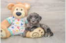Cute Mini Goldendoodle Baby