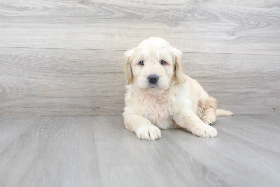 Sweet Mini Goldendoodle Baby