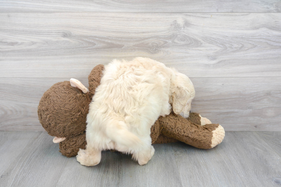 Mini Goldendoodle Puppy for Adoption