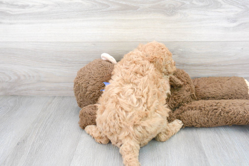 Mini Goldendoodle Puppy for Adoption