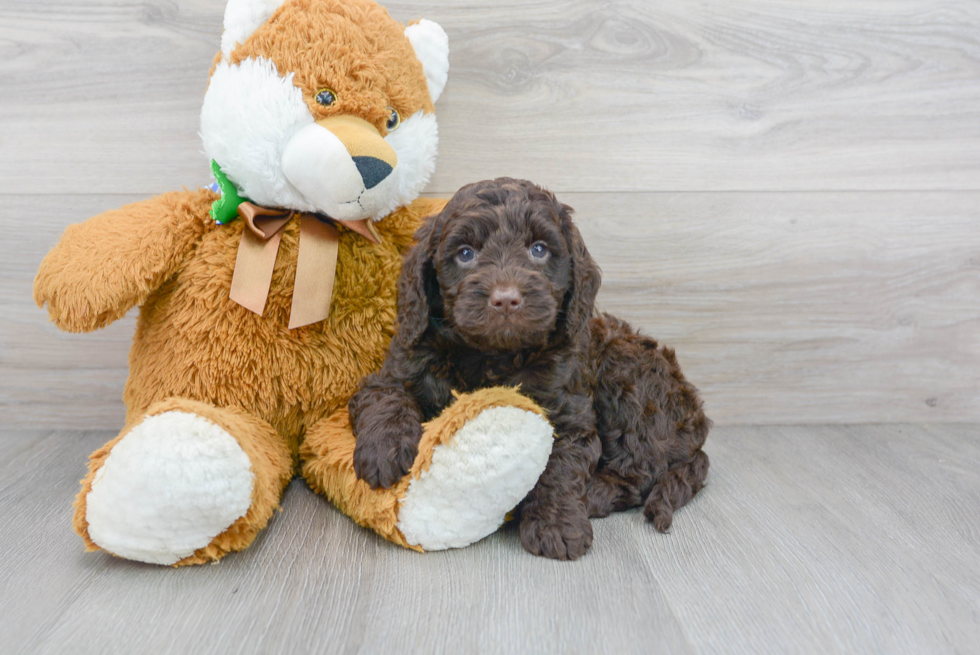 Best Mini Goldendoodle Baby