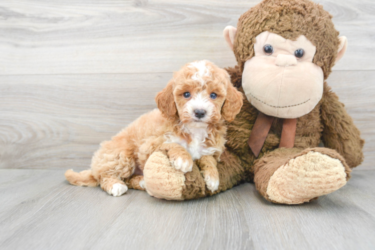 Popular Mini Goldendoodle Poodle Mix Pup