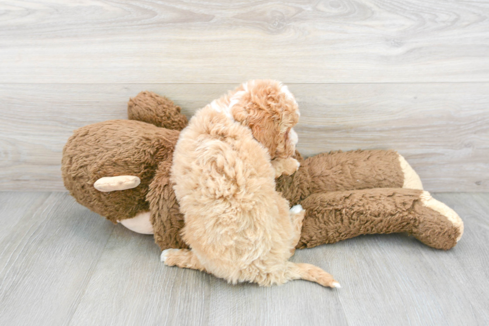 Best Mini Goldendoodle Baby