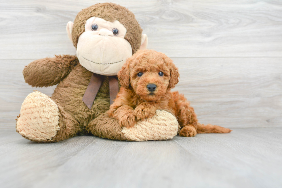 Best Mini Goldendoodle Baby