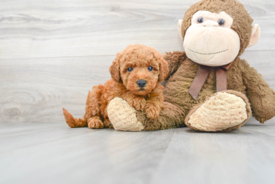 Mini Goldendoodle Puppy for Adoption