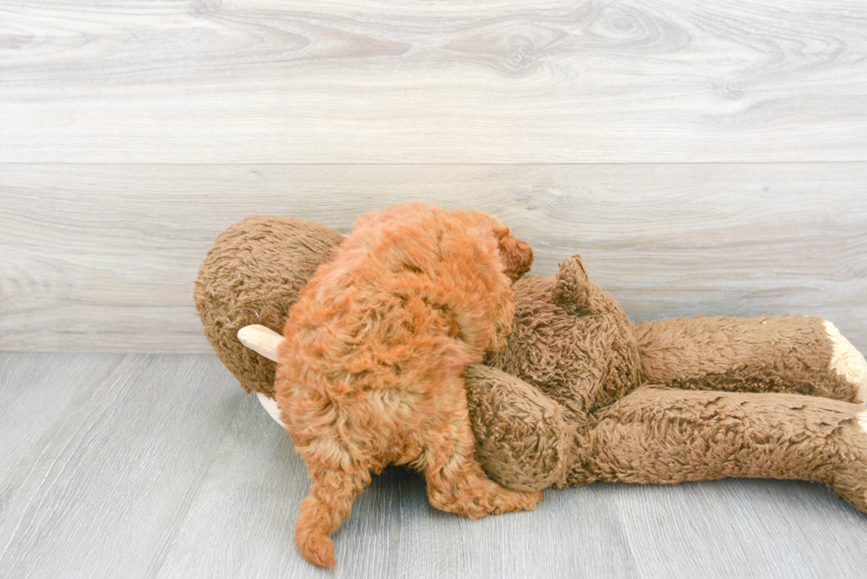 Best Mini Goldendoodle Baby