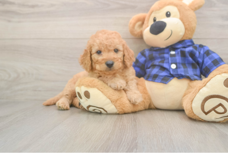 Mini Goldendoodle Puppy for Adoption