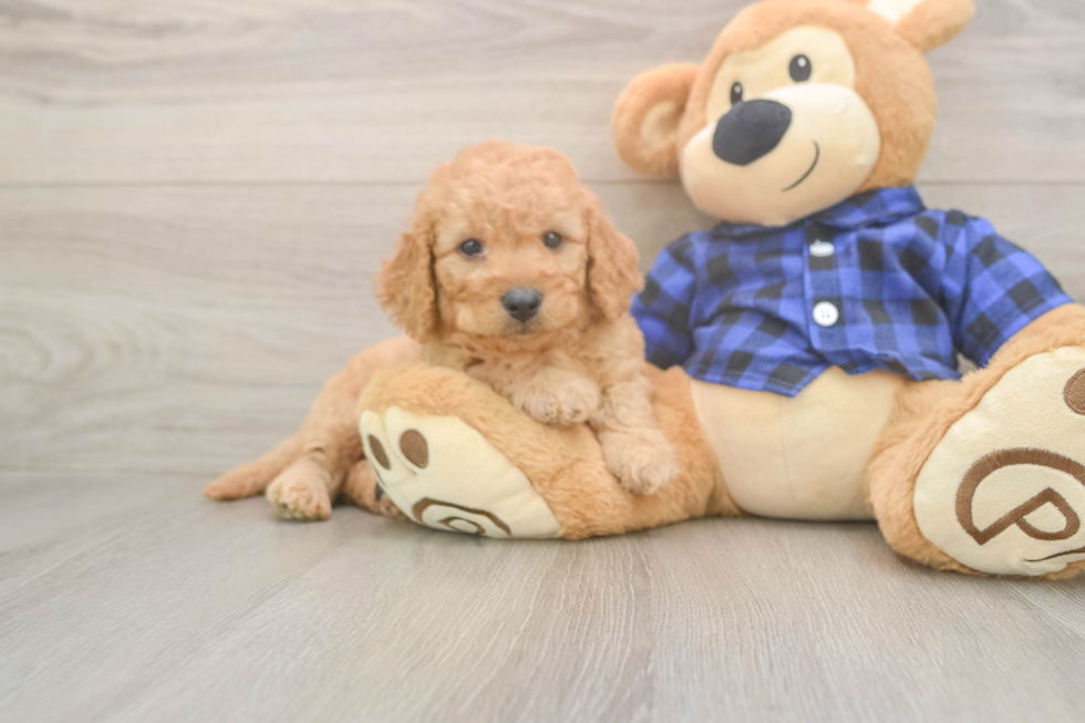 Mini Goldendoodle Puppy for Adoption