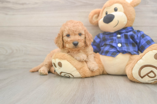 Mini Goldendoodle Puppy for Adoption