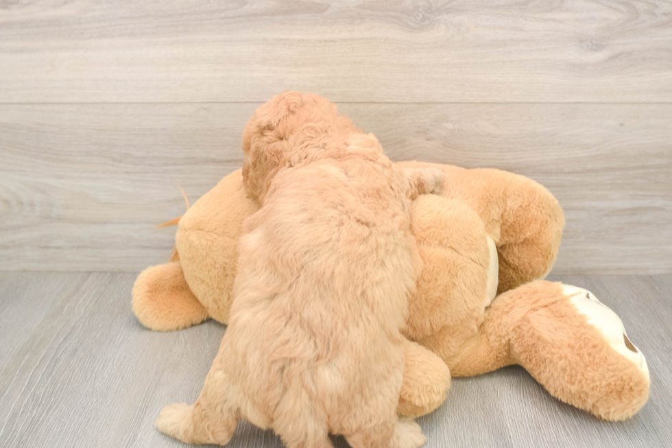 Fluffy Mini Goldendoodle Poodle Mix Pup