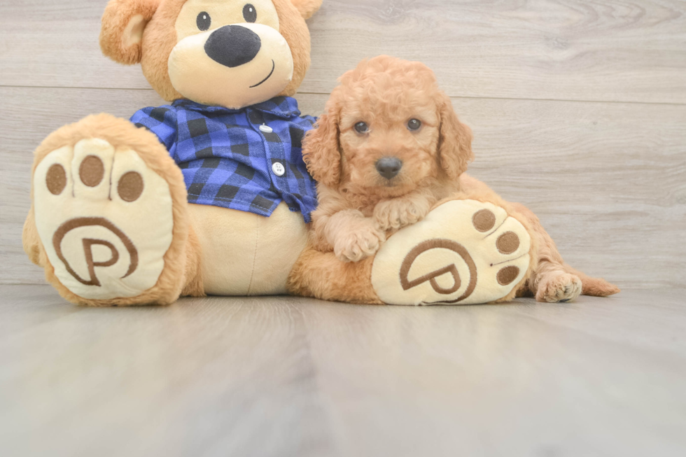 Best Mini Goldendoodle Baby