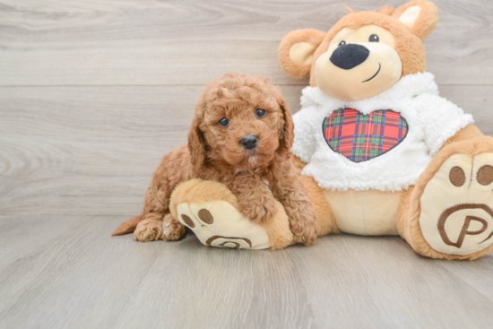 Fluffy Mini Goldendoodle Poodle Mix Pup